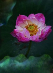 画荷---袁安民.jpg