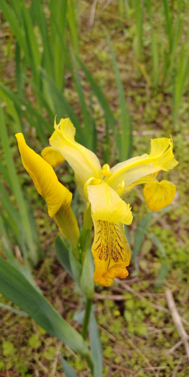 黄扇鸢尾花