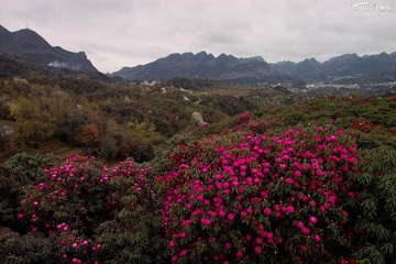 百里杜鹃