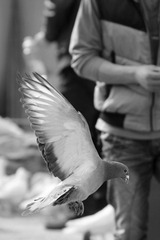 IMG_3990t.jpg