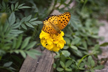 IMG_4842.jpg