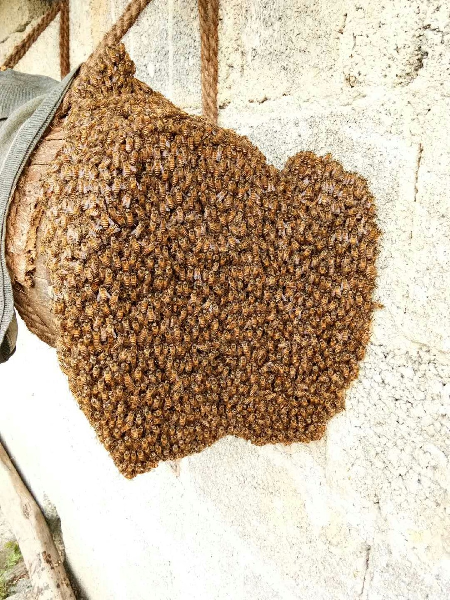 自己家喂养的蜜蜂