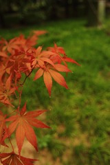 IMG_2260.JPG