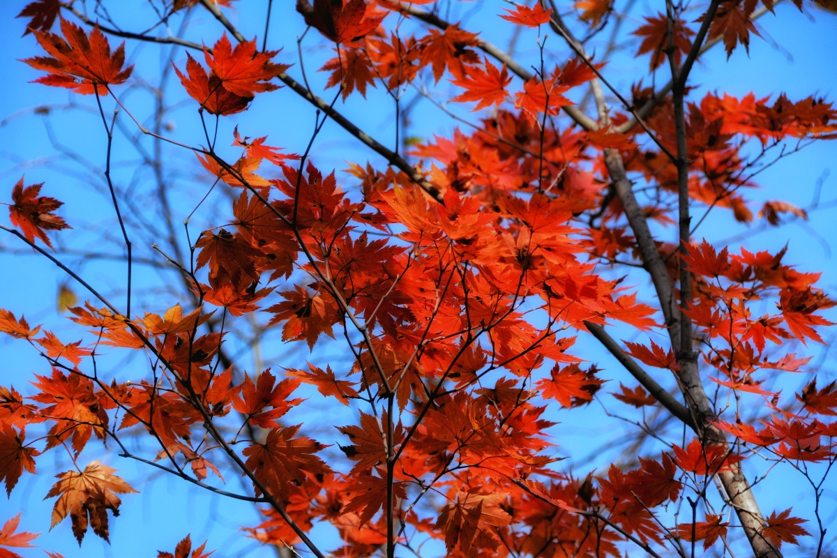 丹东天桥沟枫叶5