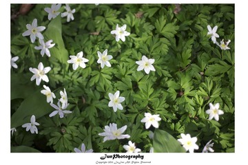 春天盛开的花朵