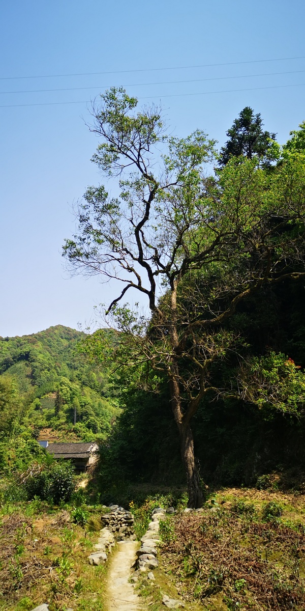 深山密林