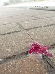 冬至已逝    冬雪已至