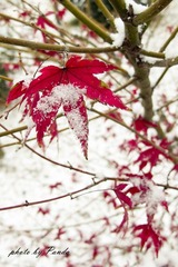 冬至已逝 冬雪已至
