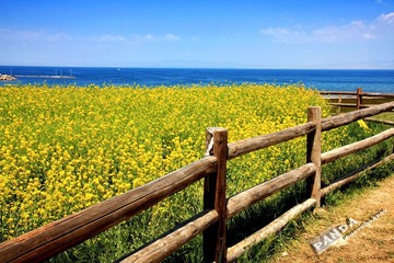 青海湖&油菜花