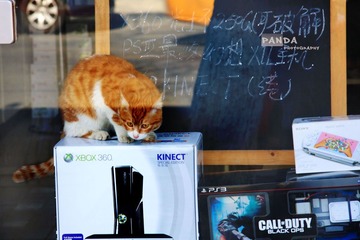 Cat &  Xbox