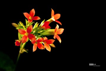 长寿花