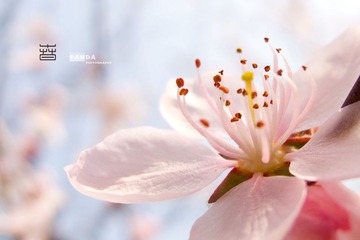 桃