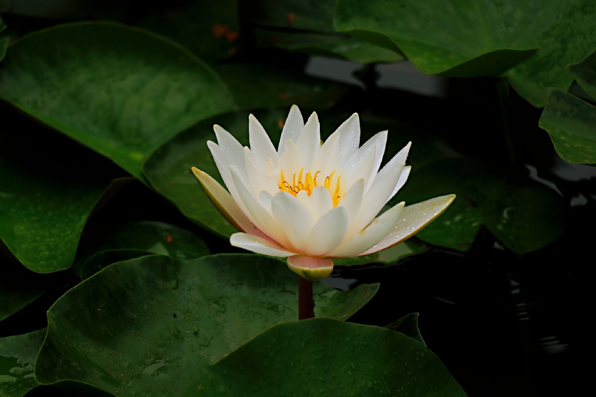 白莲花 - 我家乡的天空 - 图虫网 - 优质摄影师交流社区