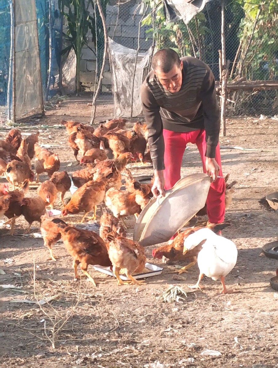 农广天地原鸡养殖视频,如何喂养刚孵出小鸡?