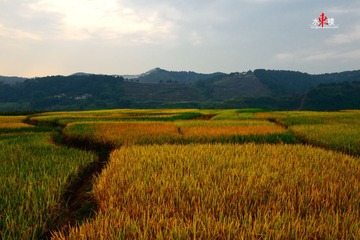 lianhua