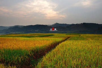 ricefield1