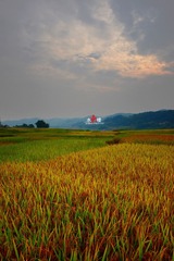 ricefield2