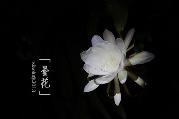 _LMX0945.jpg