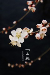 DSCF0116.jpg