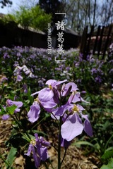 DSCF0317.jpg