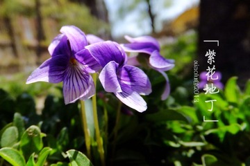 DSCF0387.jpg