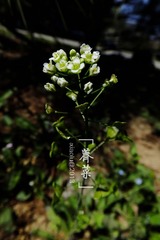 DSCF0392.jpg