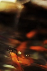 _DSC0195 - 