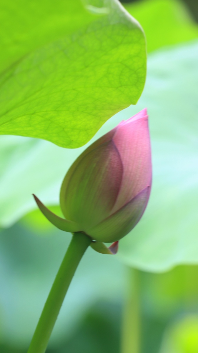 己到六月中荷花露了尖