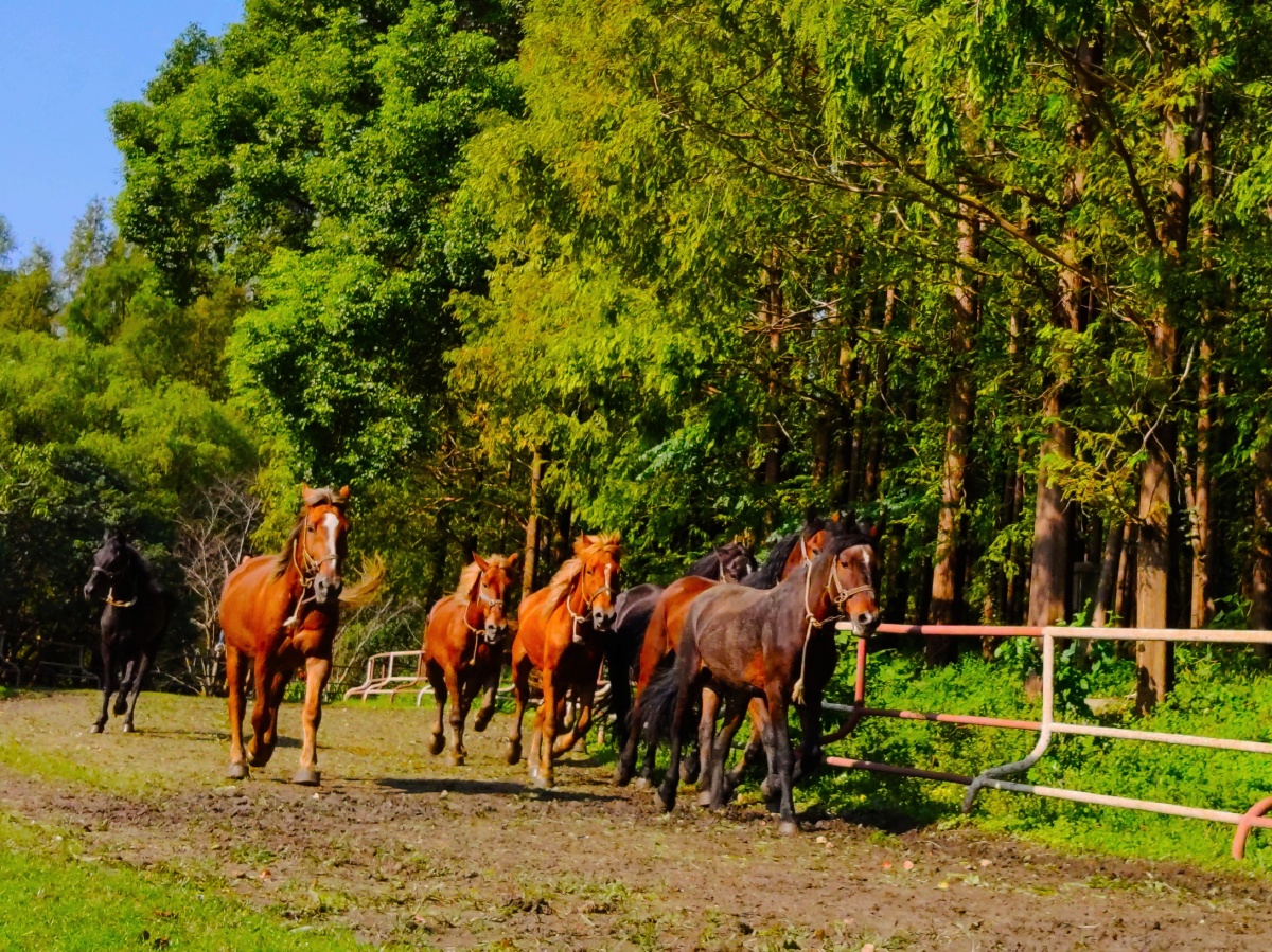 共青森林公园的溜马场别样的野趣