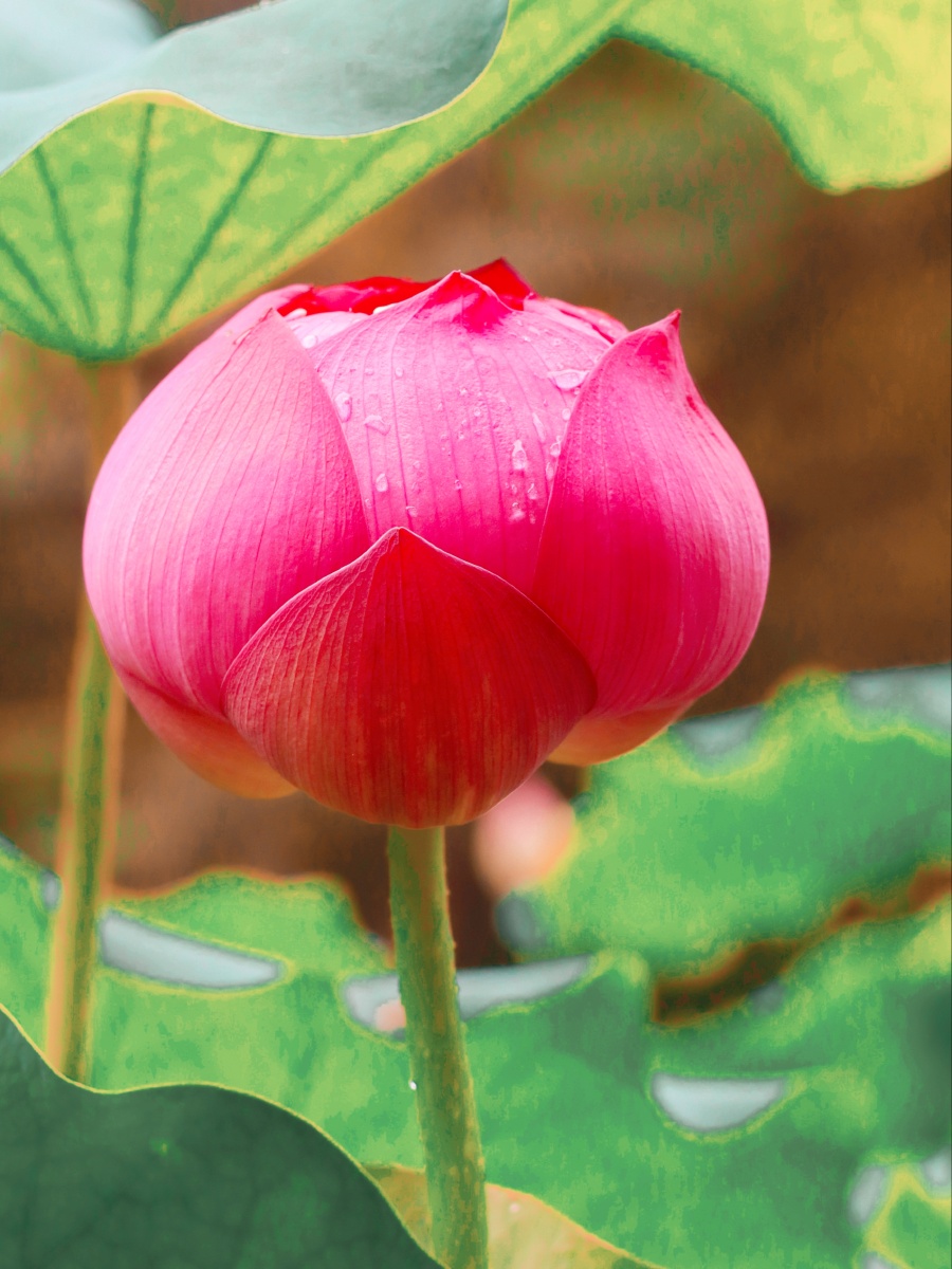 荷花- 国光823 - 图虫