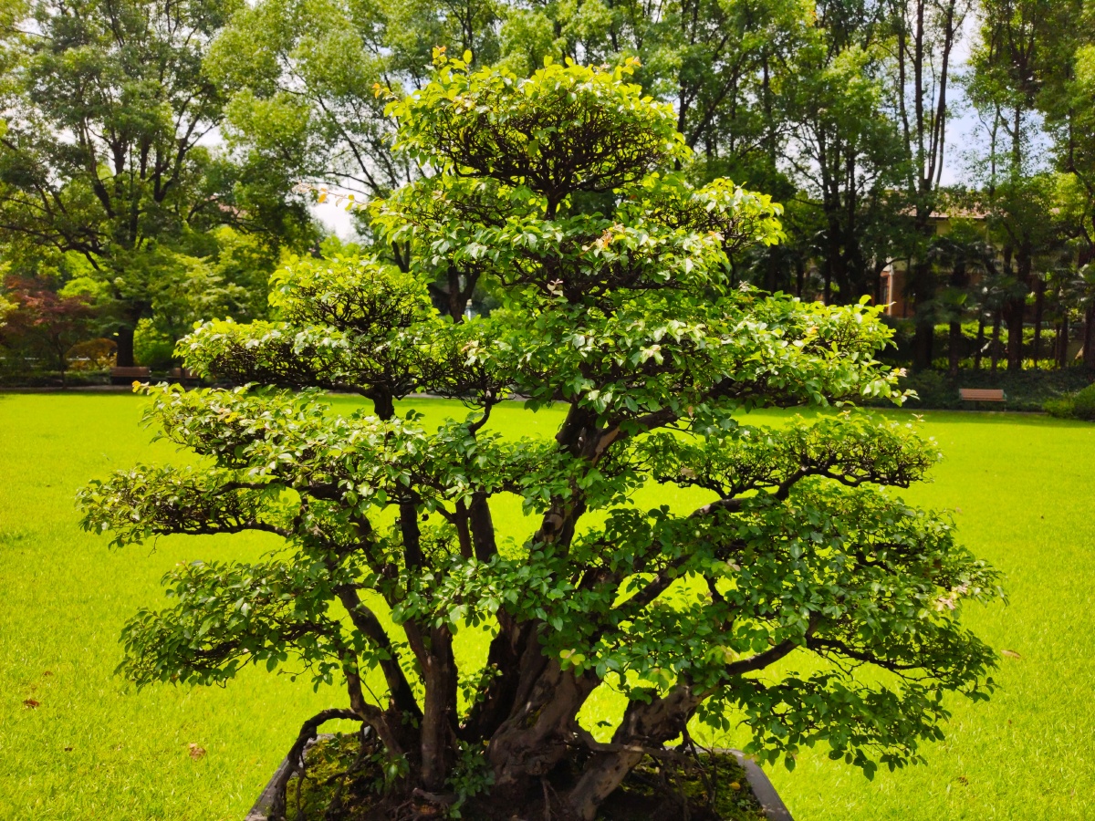 湖北梣,中国特有植物.姿态优美,枝干虬劲,形态独特,郁郁葱葱.