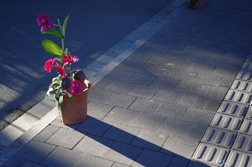 IMGP8715.JPG