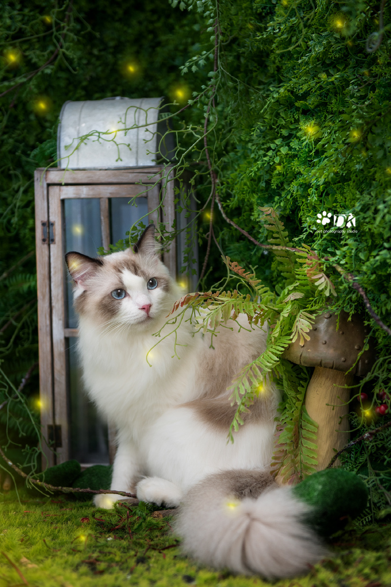 南宁DK宠物摄影