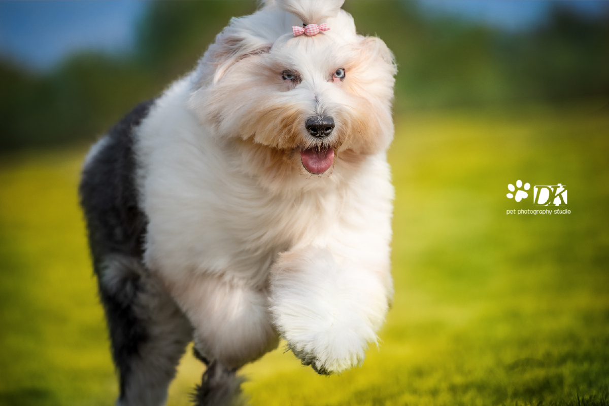 多乐士狗大概这就叫暖冬