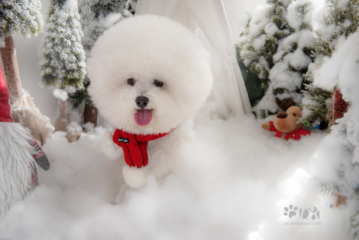 南宁DK宠物摄影