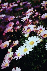 向阳花