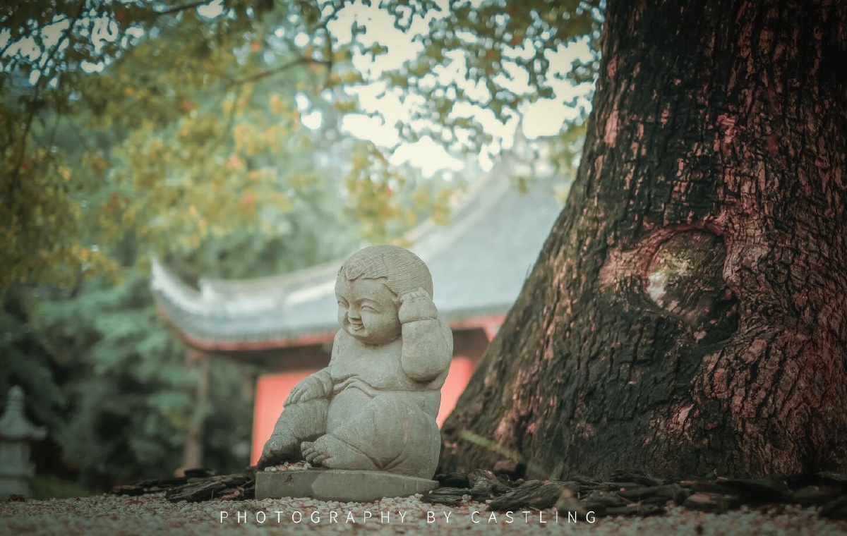 菩提树下本无树