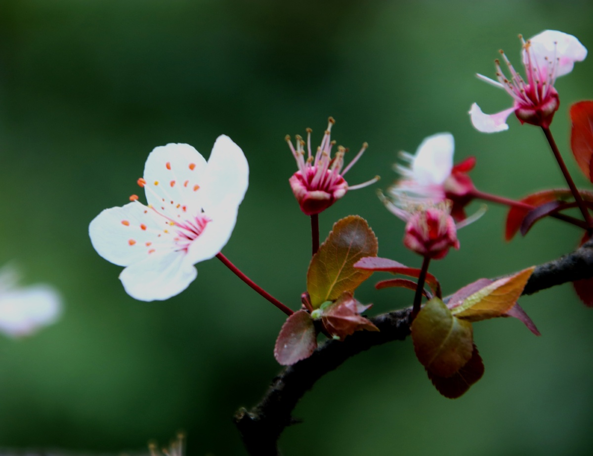 生机勃勃,春意盎然.