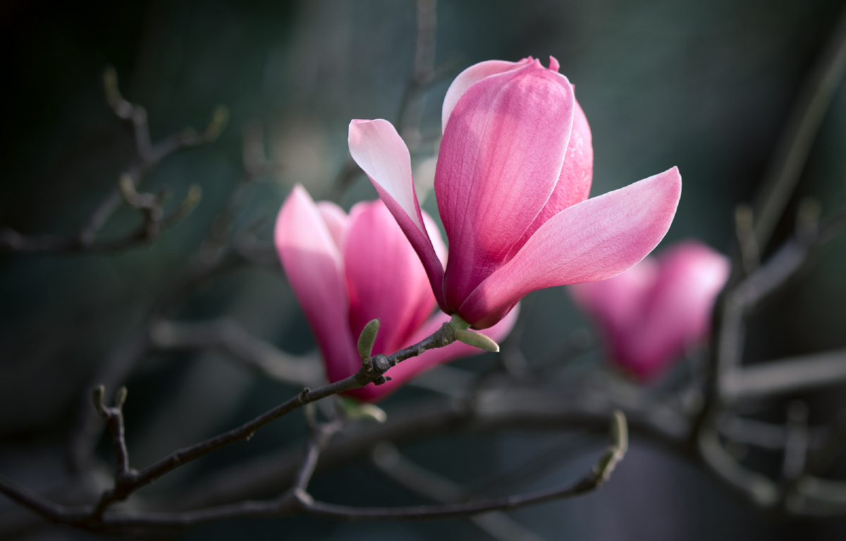 风云逍遥2021年2月25日543关注玉兰花春天的歌园林摄影圈子花花瓣绽放