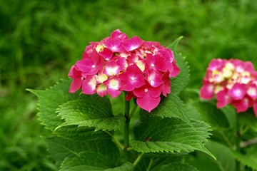 DSC05717-.jpg