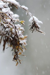雪竹