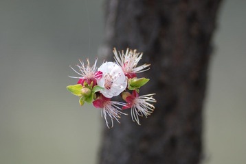 老树开新花