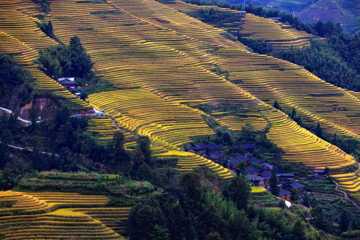 龙脊梯田的秋天