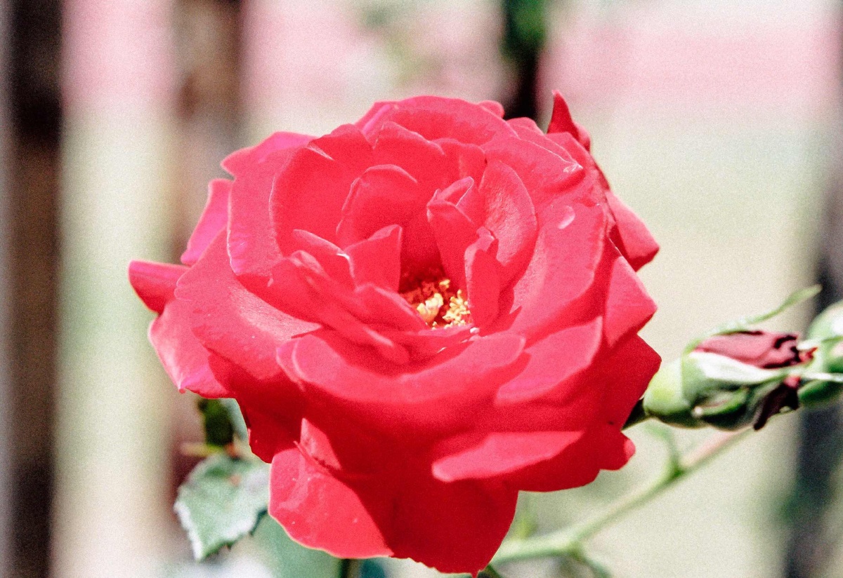 送你一朵大红花