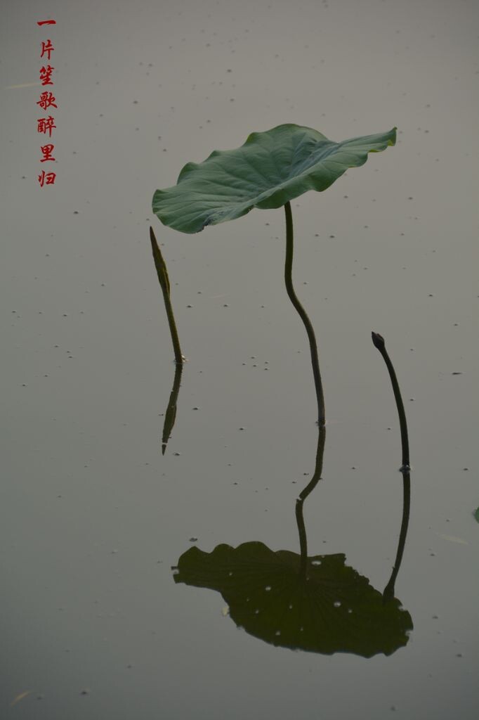 荷<br />
一片荷叶，不见荷花，花在哪里，在心里。