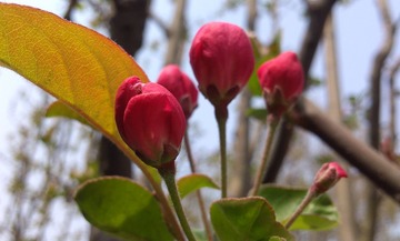 IMG_20130421105104.jpg