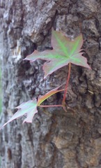 IMG_20130511063119.jpg