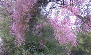 IMG_20130628045106.jpg