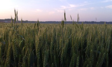IMG_20130530050922.jpg