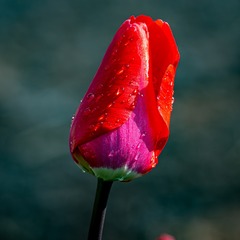 1000074335